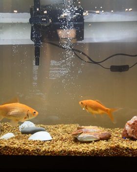 Two goldfish swim gracefully in a tank filled with colorful rocks and gravel